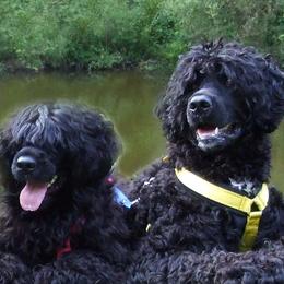 Portuguese Water Dogs from Allyn Portuguese Water Dogs