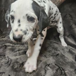 Luigi - White and black Dalmatian puppy in Champion, Ohio from Hites Family Dalmatians