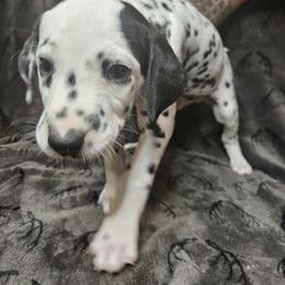 Luigi - White and black Dalmatian puppy in Champion, Ohio from Hites Family Dalmatians