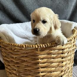 Reef Boy - Golden Retriever puppy from Puppy Love