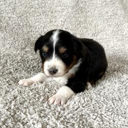 Boy 2 - Black tri-color male Australian Shepherd puppy in Rochester, Massachusetts from Clover Creek Aussies