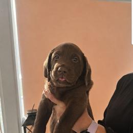 Yellow - Chocolate female Labrador Retriever puppy in Wauconda, Illinois from Oksana's Labrador Retrievers