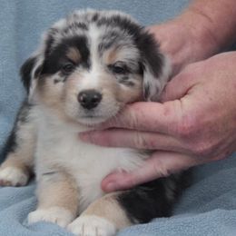 Australian Shepherds from Lickity Splits Mini Aussies