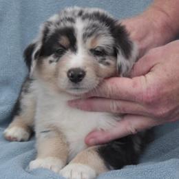 Australian Shepherds from Lickity Splits Mini Aussies