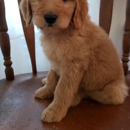 Goldendoodle and Poodle Puppies from C.P. Puppy Buddies