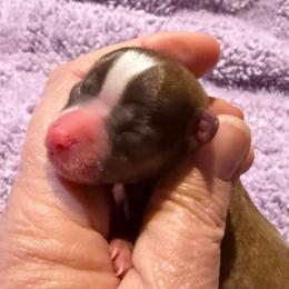 Cirrus (Tiny) - Chocolate sabled fawn male Chihuahua puppy in Seneca, Missouri from Stephanie’s Puppy Colony