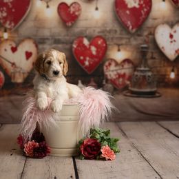 Goldendoodle Puppies from Hogan Family-Raised F1b Gooldendoodles