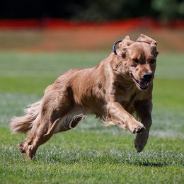 Golden Retrievers from Maple Ridge Goldens