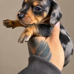 Dachshund and Pomeranian Puppies from Precious Paws by Jai