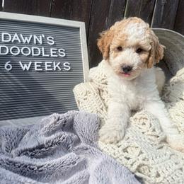 Brown and white - Parti male Goldendoodle puppy in Mc Cutchenville, Ohio from Dawn's Doodles