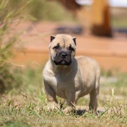 Daisy - Fawn female Cane Corso puppy in Cable, Ohio from Americana Cane Corso