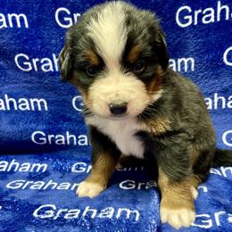 Silver Collar - Black rust and white male Bernese Mountain Dog puppy in Comer, Georgia from Water Oak Farm