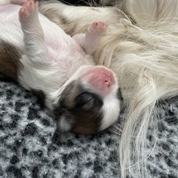 Pekingese Puppies from Della Serra Pekingese