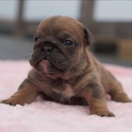Blizzard - Blue tri-color female Bulldog puppy in Warsaw, New York from Hillview Kennels