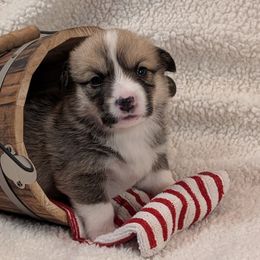 Pembroke Welsh Corgis from Cozy Hearth Cogis