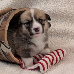 Pembroke Welsh Corgis from Cozy Hearth Cogis