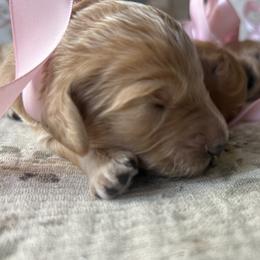 Girl 4 - female Goldendoodle puppy in Grand Blanc, Michigan from Perry Farm Doodles