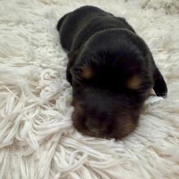 Snickers - Black and tan female Dachshund puppy in Bartlett, Illinois from Dachshundsnextdoor