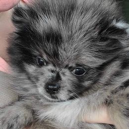Pomeranian All Grown Up from Heavenly Pomeranians