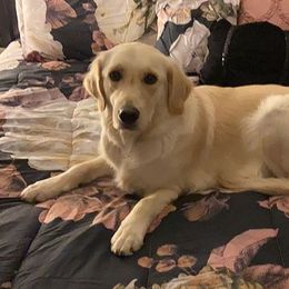 Golden Retrievers from Goldens on Main