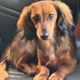 Whiskey - Dachshund