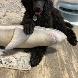 Poodle Puppies from Stunningly Sweet Standards
