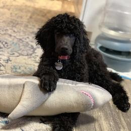 Poodle Puppies from Stunningly Sweet Standards