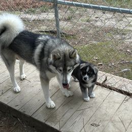 Siberian Husky Puppies from WILLIAM HUNDLEY