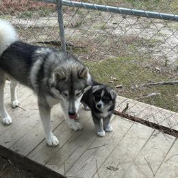 Siberian Husky Puppies from WILLIAM HUNDLEY