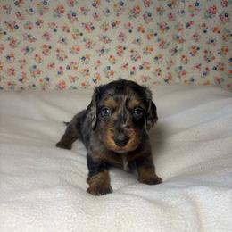Hank - Dapple male Dachshund puppy in Mountain Grove, Missouri from Happy Hounds