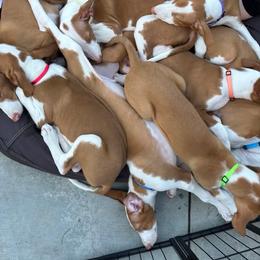 Ibizan Hound Puppies from Kiwi Treasures