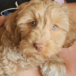 Captain Wentworth -Jane Austen litter - Caramel ice male Labradoodle puppy in Phelan, California from Family Doodles