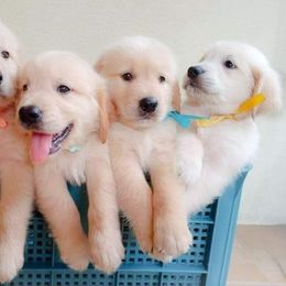 Golden Retriever Puppies from Mother of Pearl English Creams