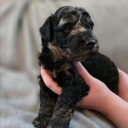 Orion - Merle male Bernedoodle puppy in Malden, Illinois from Doting Doodles