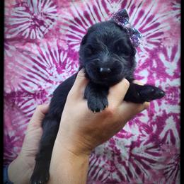 Grape - Black female German Shepherd puppy in Fort Jennings, Ohio from Von Holtzapple German shepherds