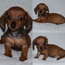 Dachshund Puppies from Bulldach Kennels AZ