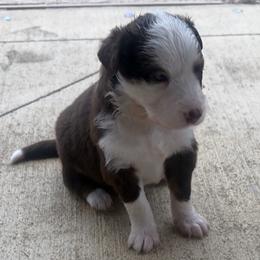 Luna - Red tri-color female Australian Shepherd puppy in Cypress, Texas from Cypress Aussies
