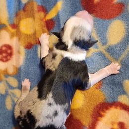 Australian Shepherd and Miniature Australian Shepherd Puppies from Hidden Leaf Aussies