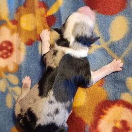 Australian Shepherd and Miniature Australian Shepherd Puppies from Hidden Leaf Aussies