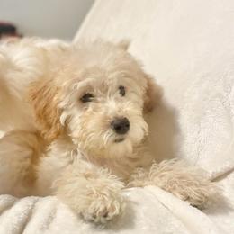 Daisy - Apricot female Goldendoodle puppy in Auburn, Georgia from Southern Poodles