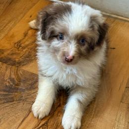 Bronze - Red merle male Miniature Australian Shepherd puppy in Gatesville, Texas from Southern Promise Aussie’s