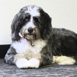 Louise - Bernedoodle