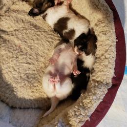 Papillon Puppies from King's Papillons
