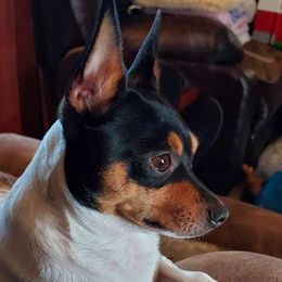 Rowdy - Toy Fox Terrier