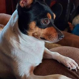 Rowdy - Toy Fox Terrier