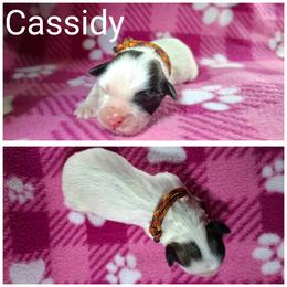 Cassidy - Parti female Lhasa Apso puppy in Cincinnati, Ohio from Shangri-La Lhasa Apsos