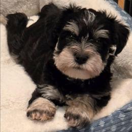 Ludwig - Black and silver male Miniature Schnauzer puppy in Graham, Washington from Kristy's French Bulldogs & Mini Schnauzers