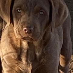 Chesapeake Bay Retriever Puppies from Yellow Town Chesapeake’s