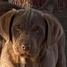 Chesapeake Bay Retriever Puppies from Yellow Town Chesapeake’s