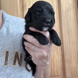Girl 1 - female Golden Mountain Dog puppy in Wyoming from Great Basin BMD
